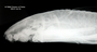 Ancistrus spinosus FMNH 8942 holo lath x